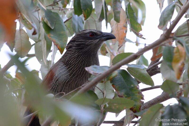 White-browed Coucaladult