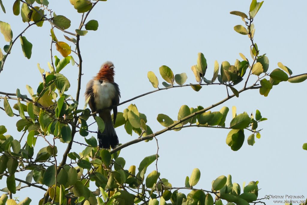 Coulicou nain - Piaye nain<br />adulte