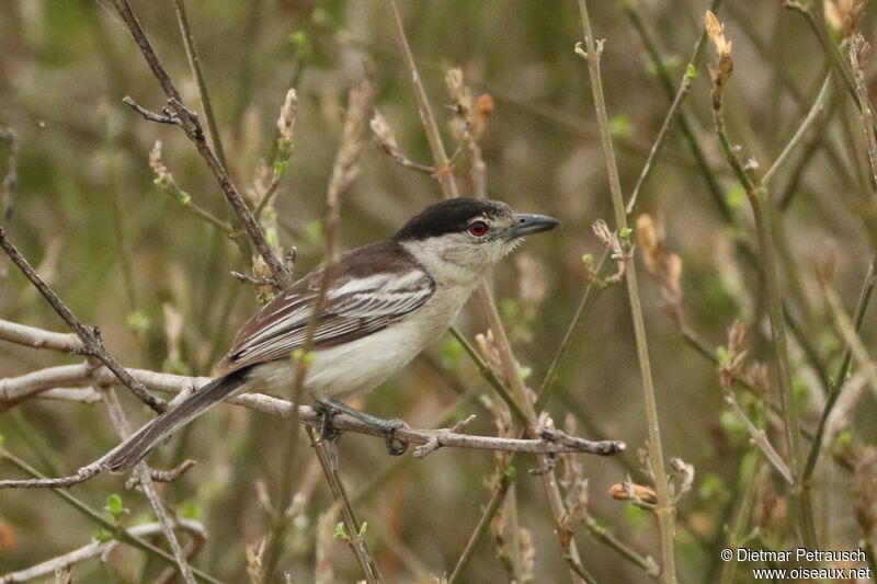 Black-backed Puffbackimmature