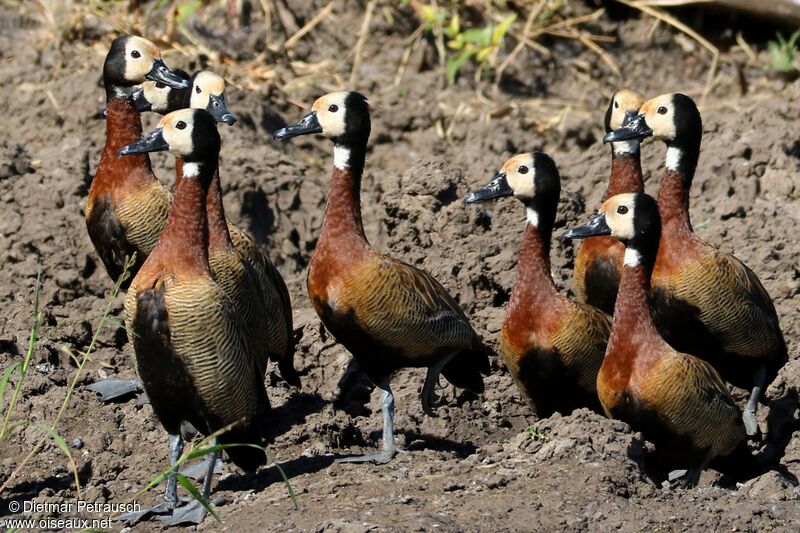 White-faced Whistling Duckadult