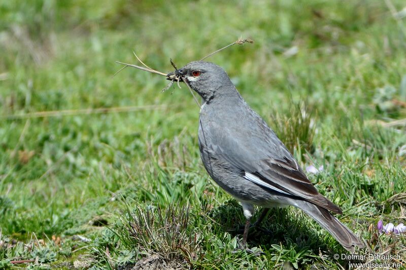 Glacier Finchadult, Reproduction-nesting