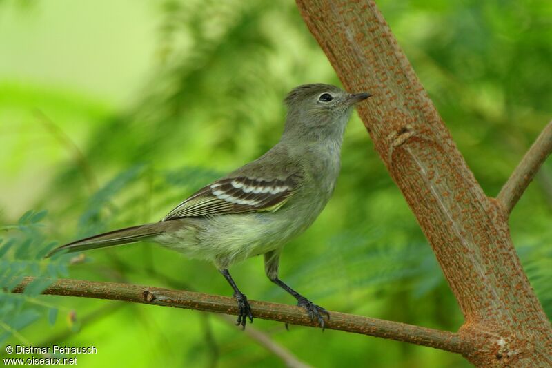 Yellow-bellied Elaeniaadult