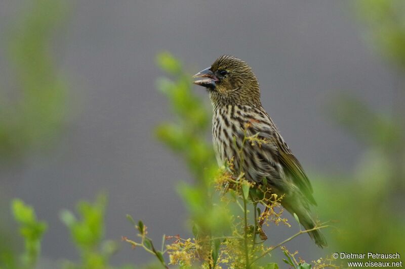 Yellow Bishopadult post breeding