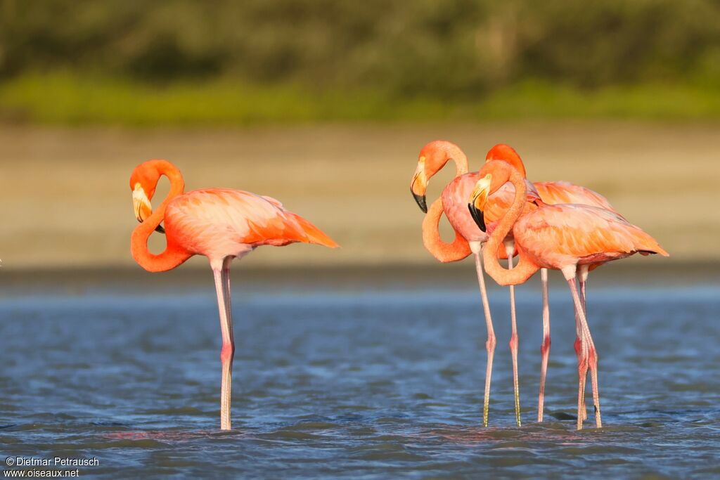 Flamant des Caraïbesadulte