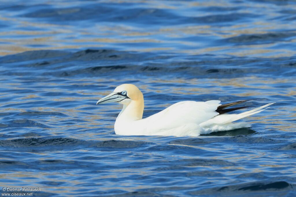 Northern Gannet