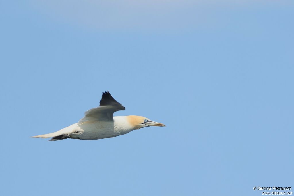 Northern Gannet