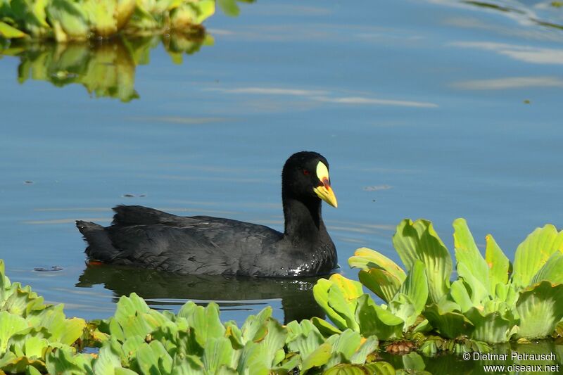 Red-gartered Cootadult