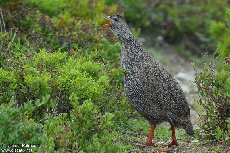 Cape Spurfowladult