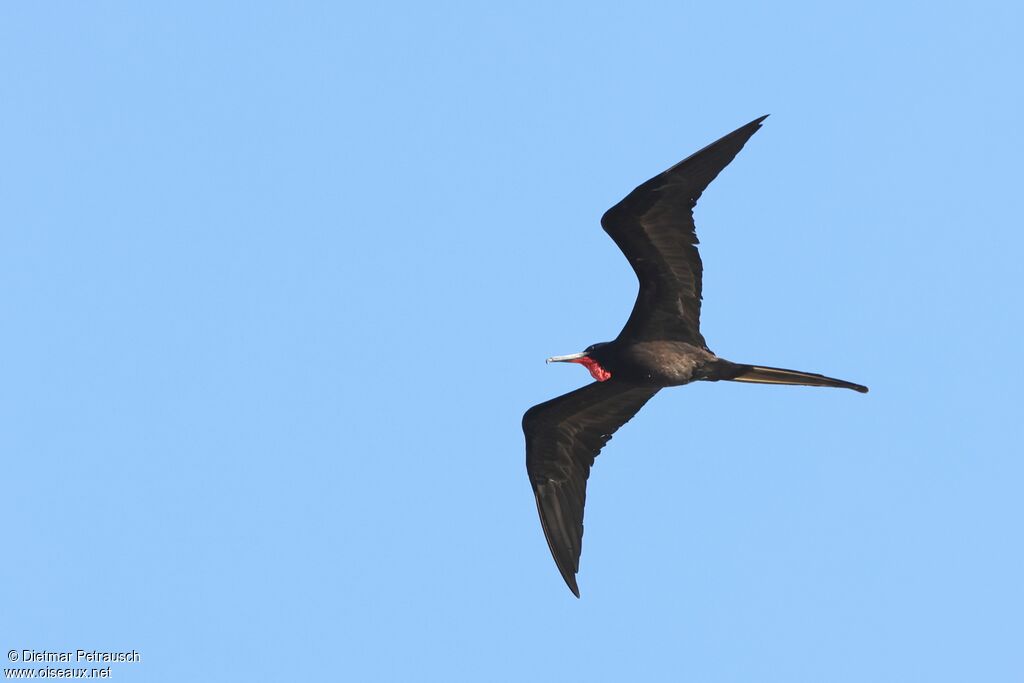 Frégate superbe mâle adulte