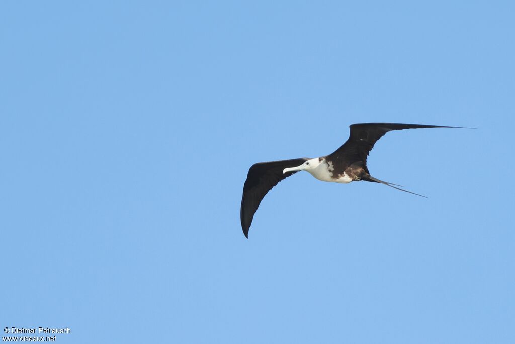 Frégate superbe femelle adulte