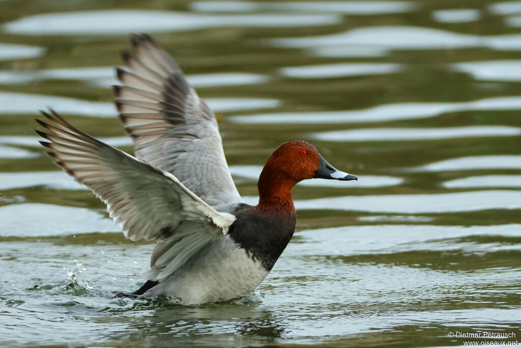 Fuligule milouin mâle adulte