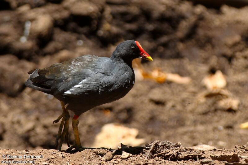 Gallinule poule-d'eauadulte