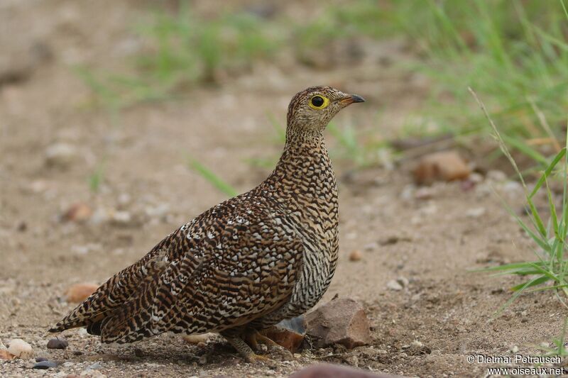 Double-banded Sandgrouse female adult