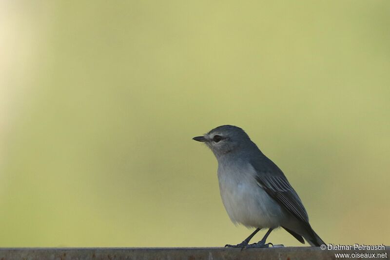 Ashy Flycatcheradult