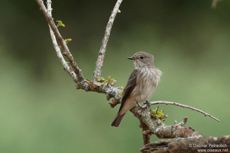 Spotted Flycatcheradult