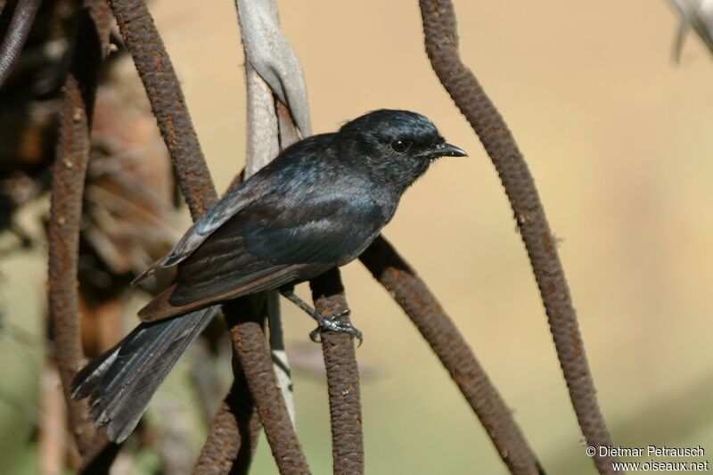 Southern Black Flycatcheradult