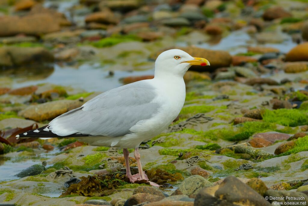 European Herring Gull