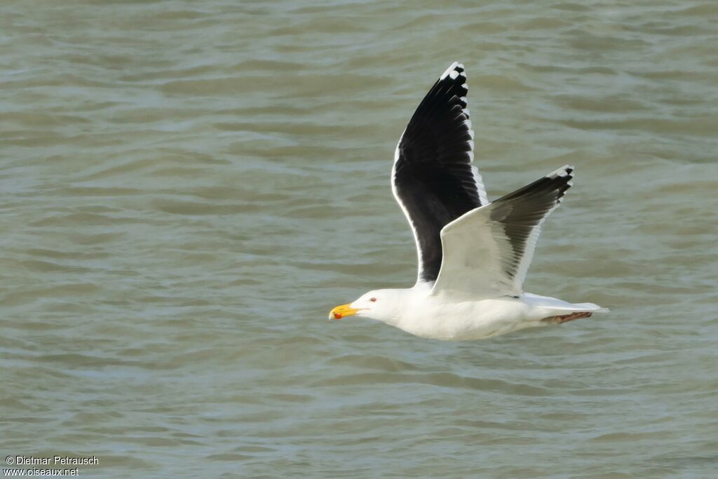 Goéland marinadulte nuptial, Vol