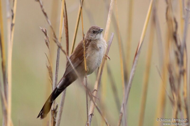 Fan-tailed Grassbirdadult