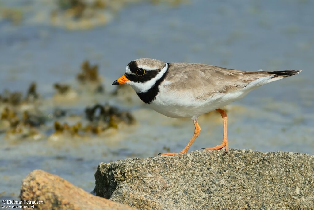 Common Ringed Plover