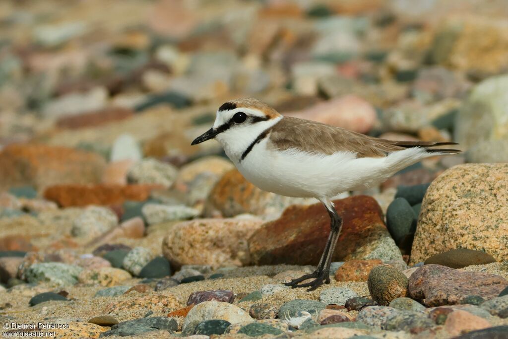 Kentish Plover