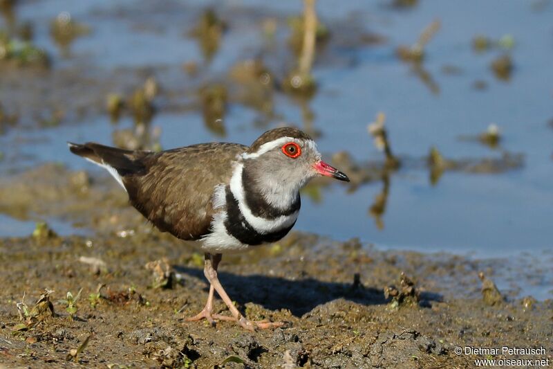 Three-banded Ploveradult