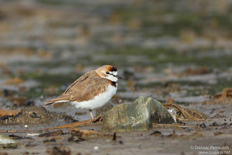 Collared Ploveradult