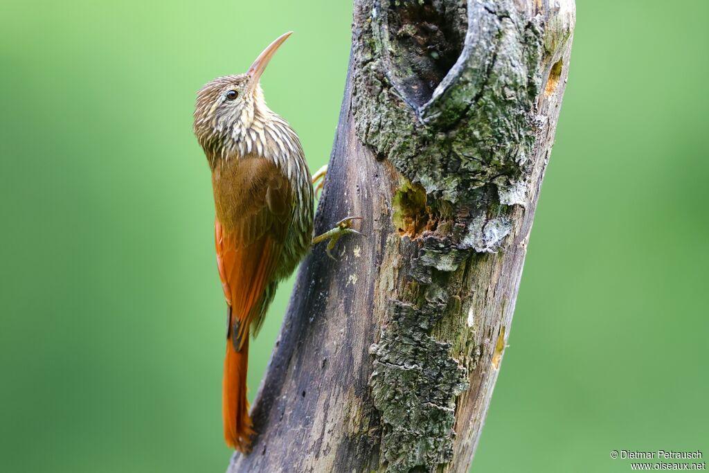 Streak-headed Woodcreeper