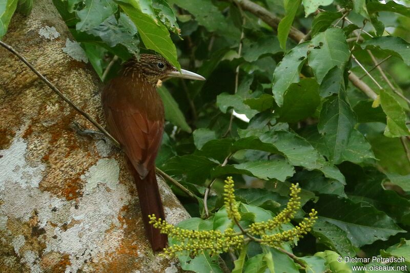 Buff-throated Woodcreeperadult