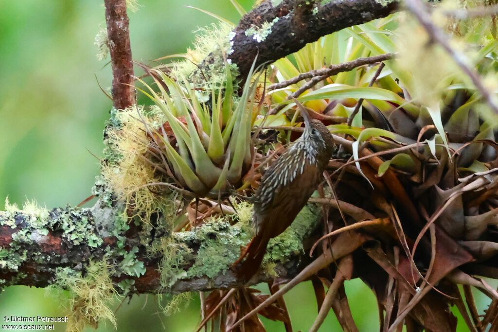 Montane Woodcreeperadult