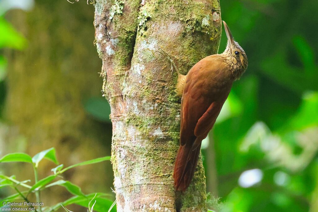 Black-banded Woodcreeper