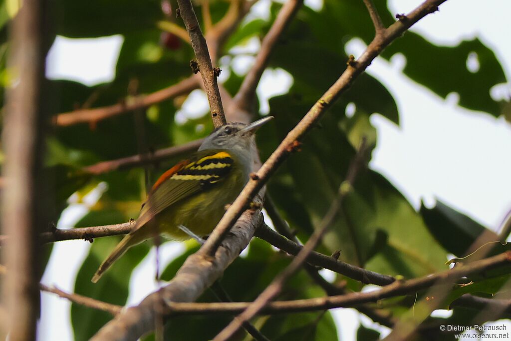 Grisin à croupion roux