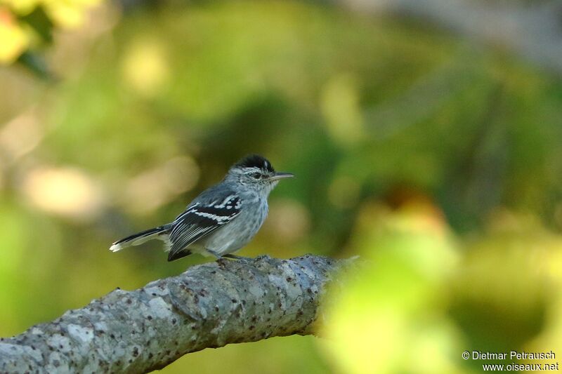 Large-billed Antwren male adult