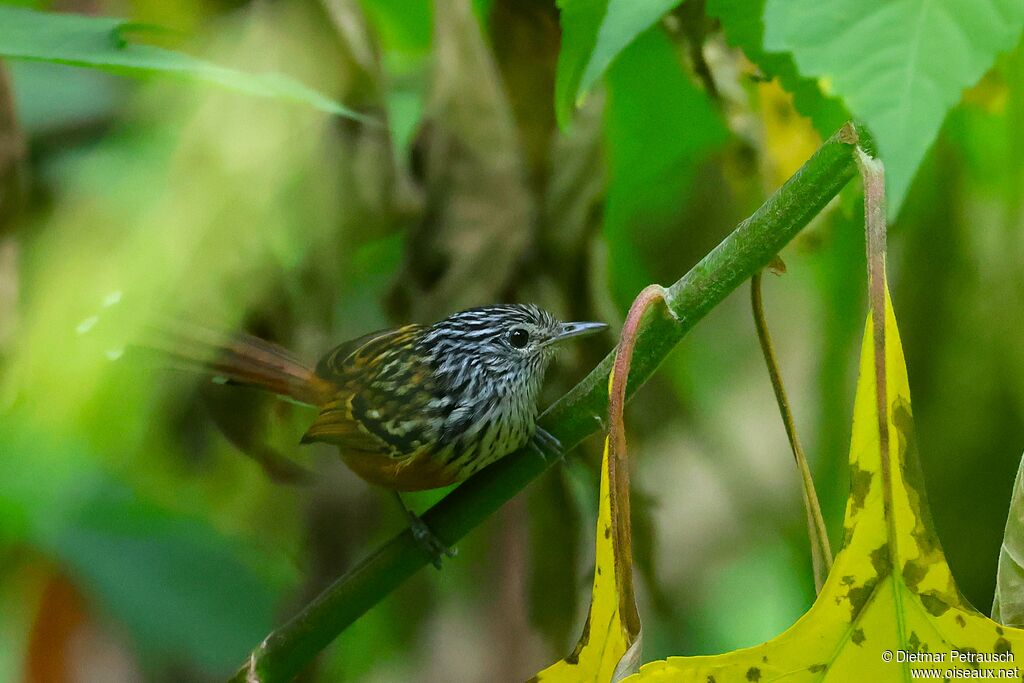 Santa Marta Antbird