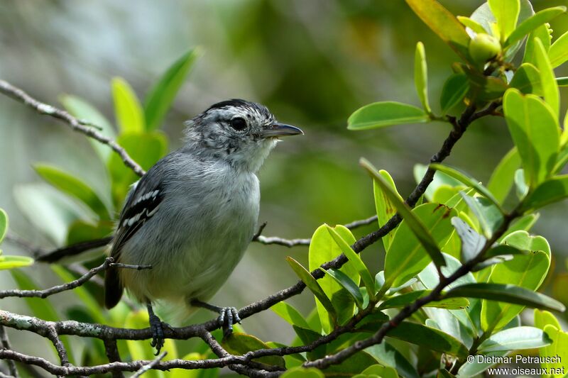 Caatinga Antwren male adult