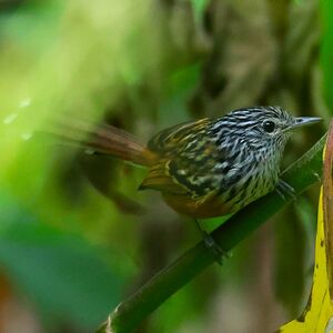 Grisin des Santa Marta