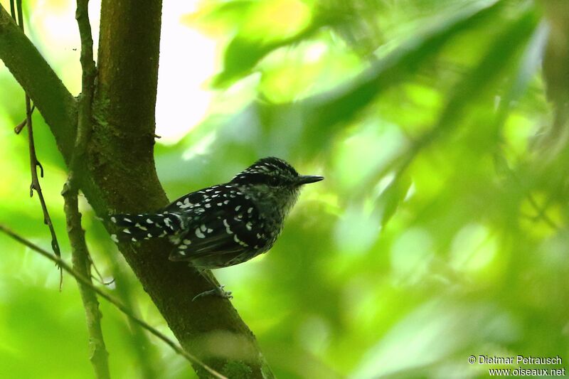 Scaled Antbird male adult