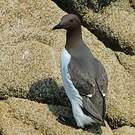 Guillemot de Troïl