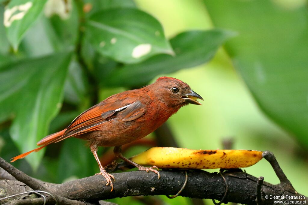 Habia à couronne rouge