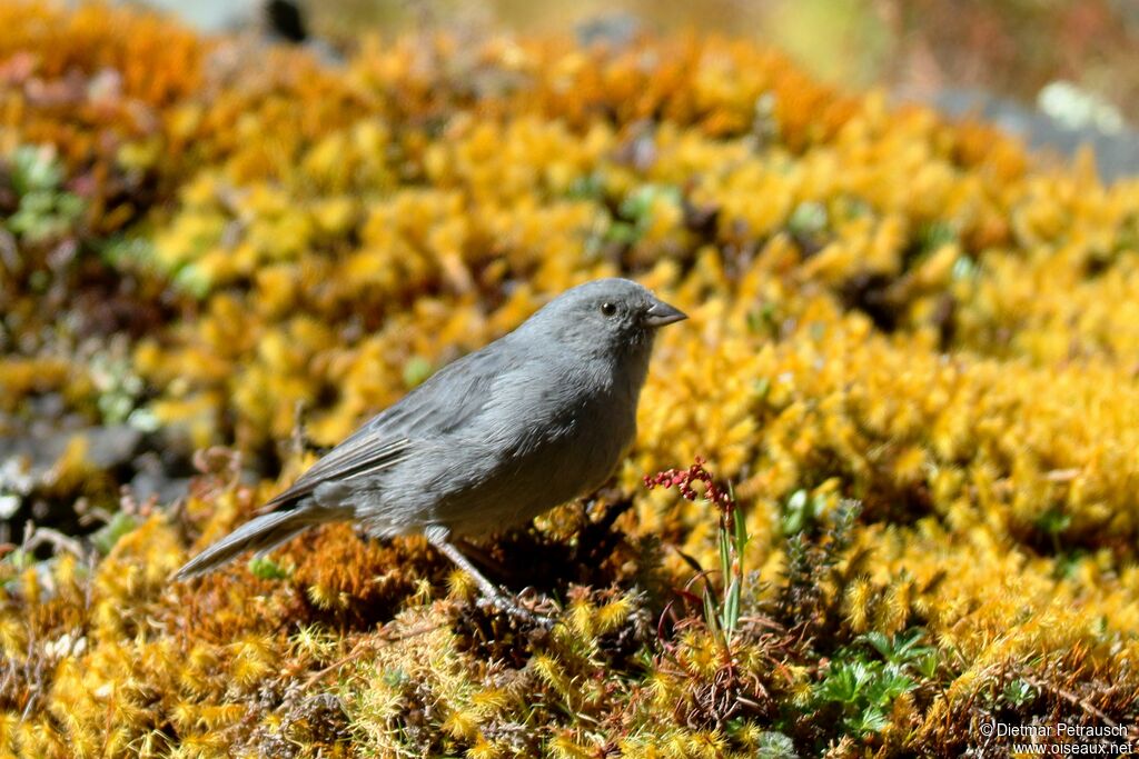 Haplospize gris-de-plomb