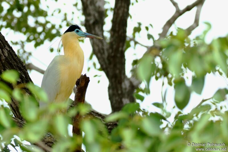 Capped Heronadult