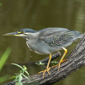 Héron des mangroves