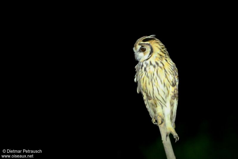 Hibou striéadulte