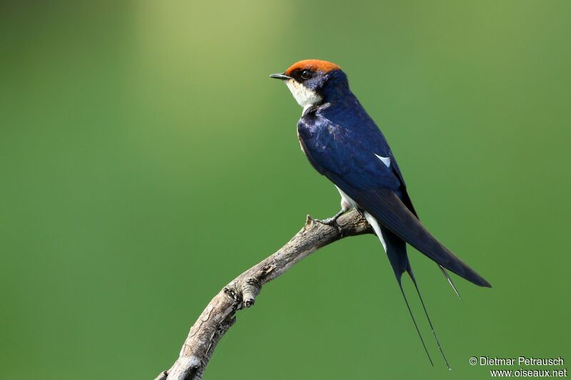 Wire-tailed Swallowadult