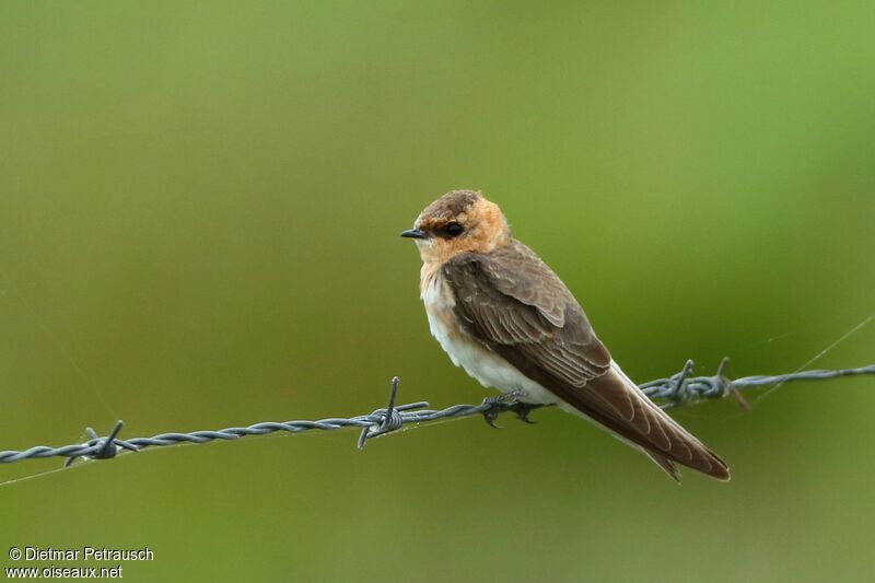 Hirondelle fardéeadulte