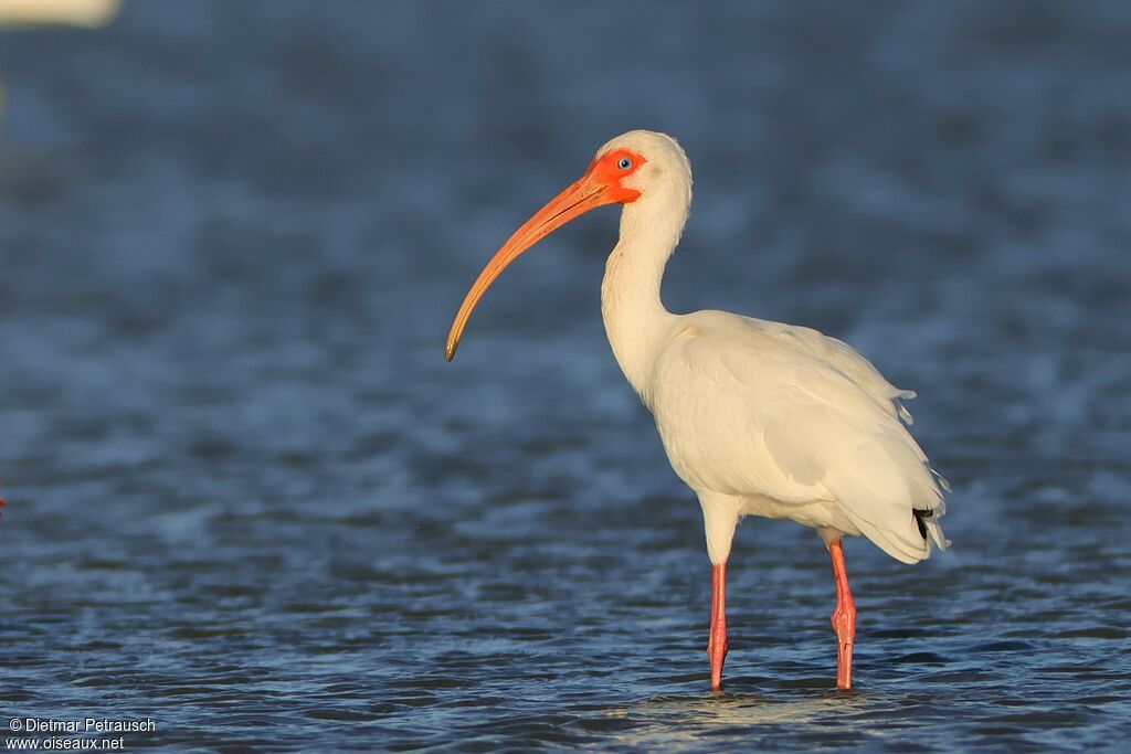 Ibis blanc