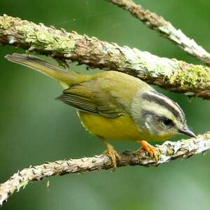 Paruline à couronne dorée