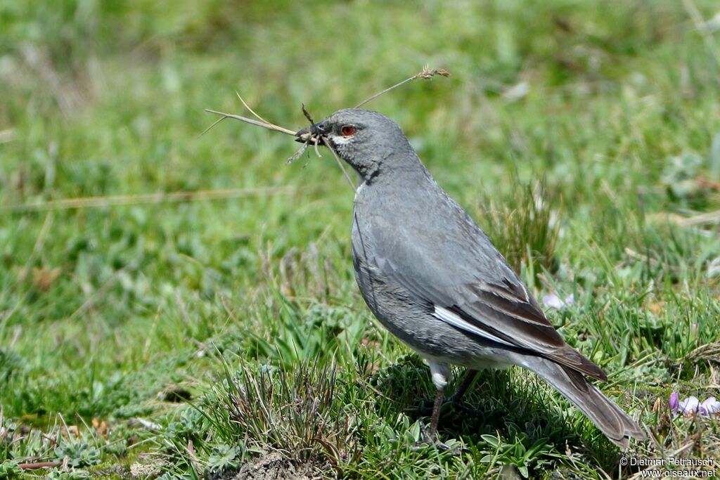 Glacier Finch