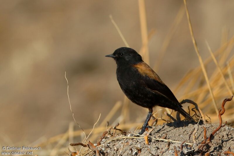 Andean Negrito male adult