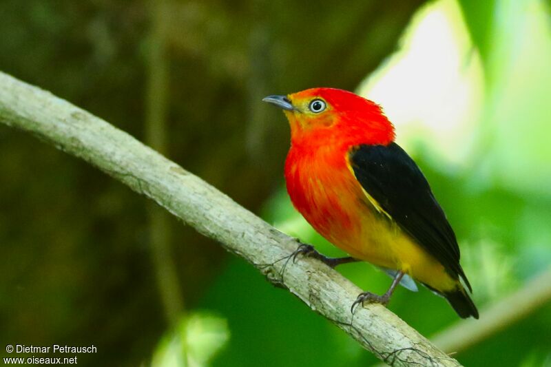 Band-tailed Manakin male adult